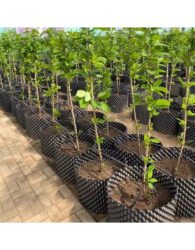 Air Pruning Plant Pots product photo 3