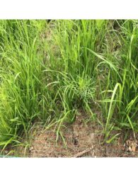 Coir Erosion Control Mats product photo 1