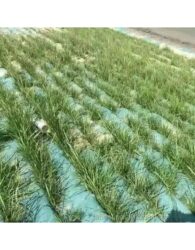 PP Nonwoven Geotextile Bags product photo 2
