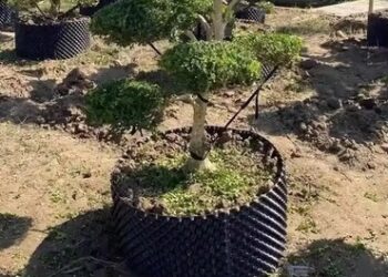 suneco-home-root-control-containers
